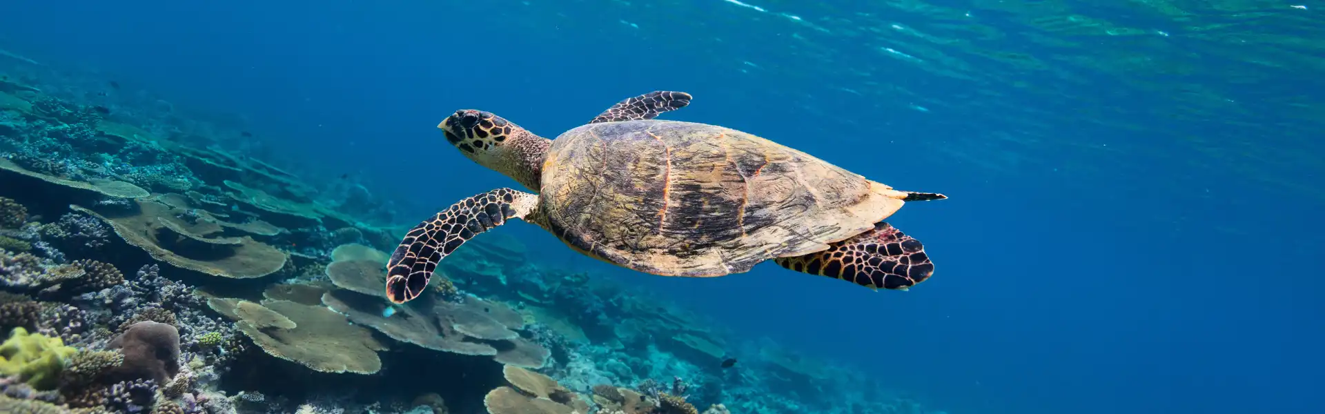 Turtle Releasing Programe cover