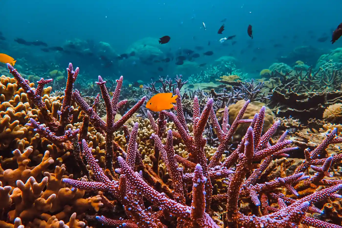 Colorful fish swimming around vibrant coral reefs in clear blue waters